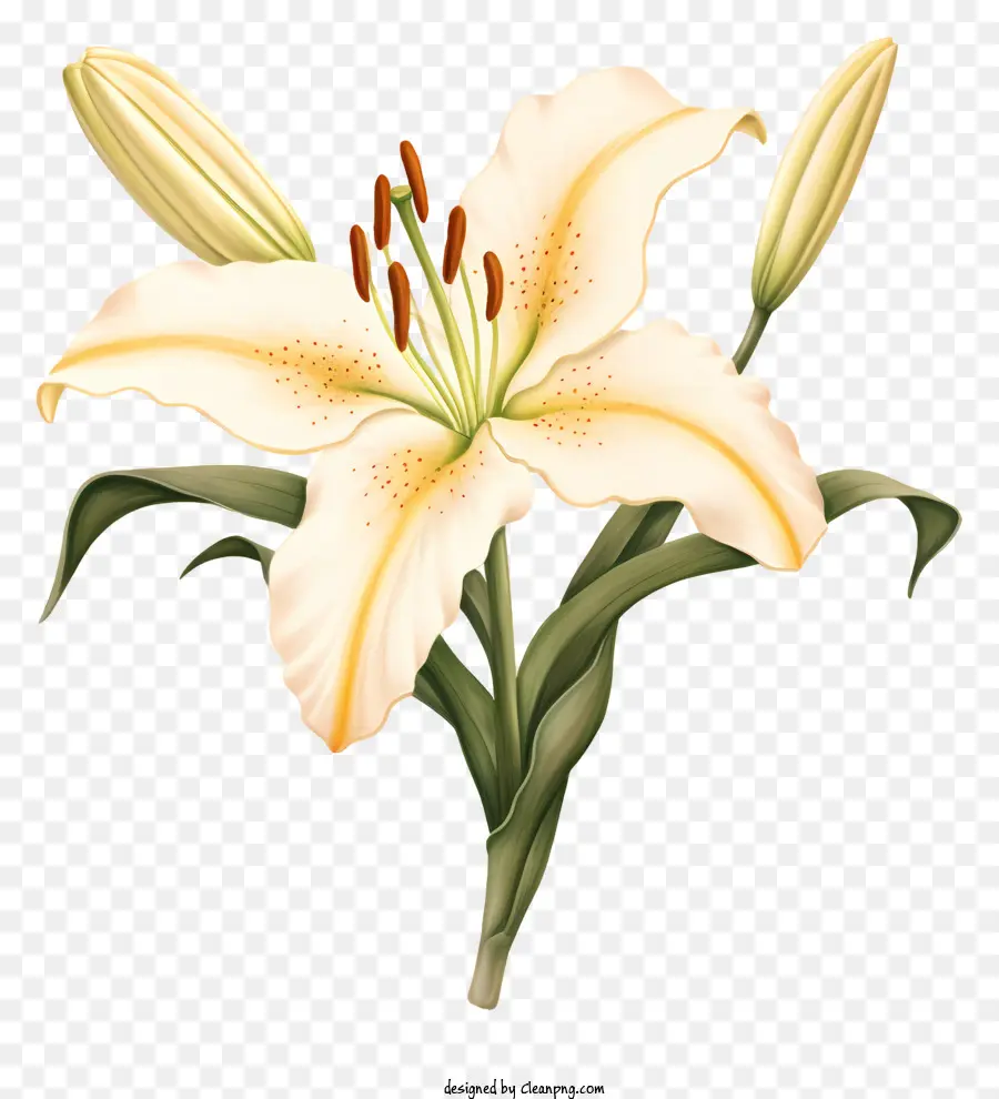 hoa lily trắng - Hoa Lily trắng với cánh hoa cuộn tròn và trung tâm màu vàng