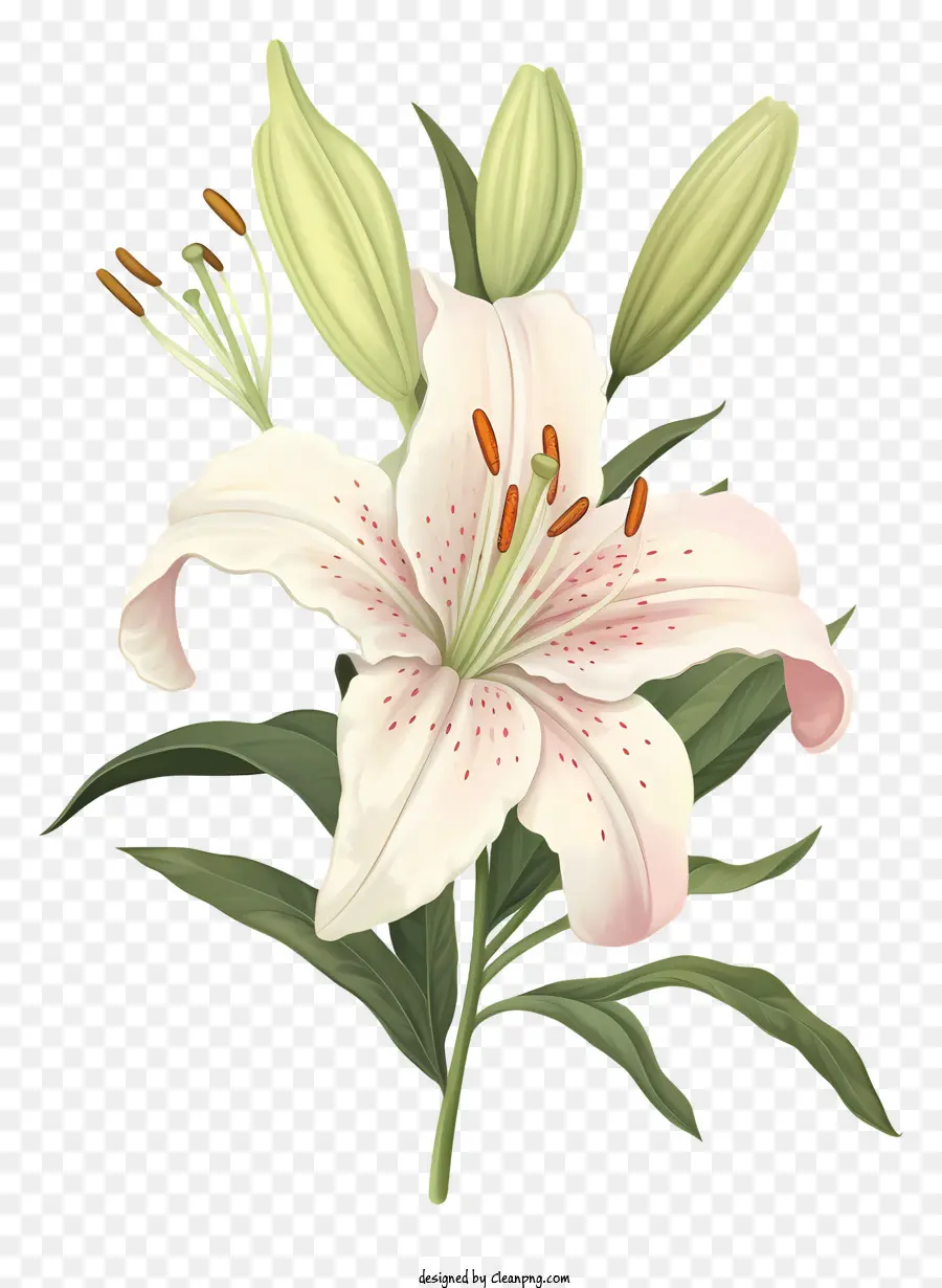 Lilie Blume - Hochauflösendes Bild von offener weißer Lilienblume