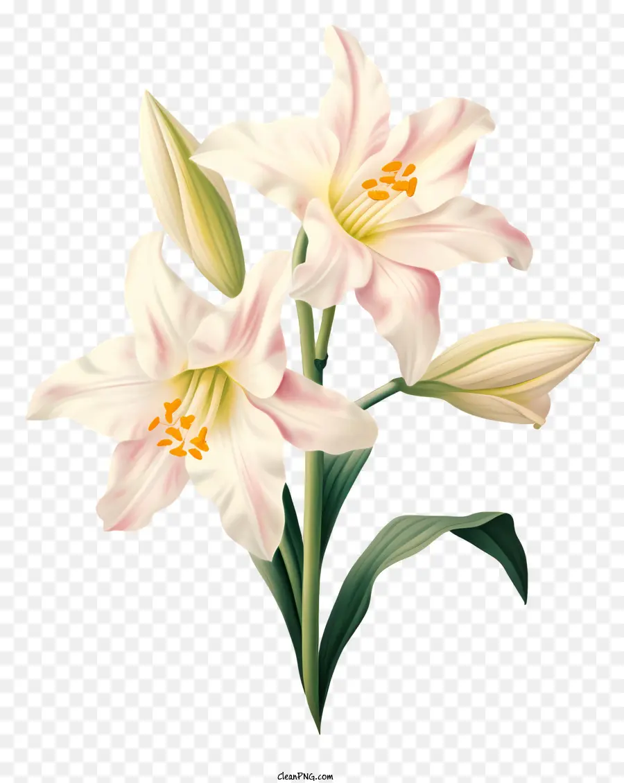 Lilies Flowers Vaso da gambo lily bianco - Fiori di giglio bianco disposti in un vaso
