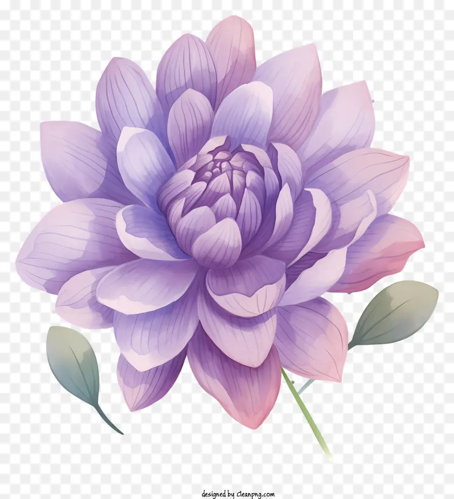 Lilie Blume - Lilienblume auf schwarzem Hintergrund, symbolisiert Reinheit