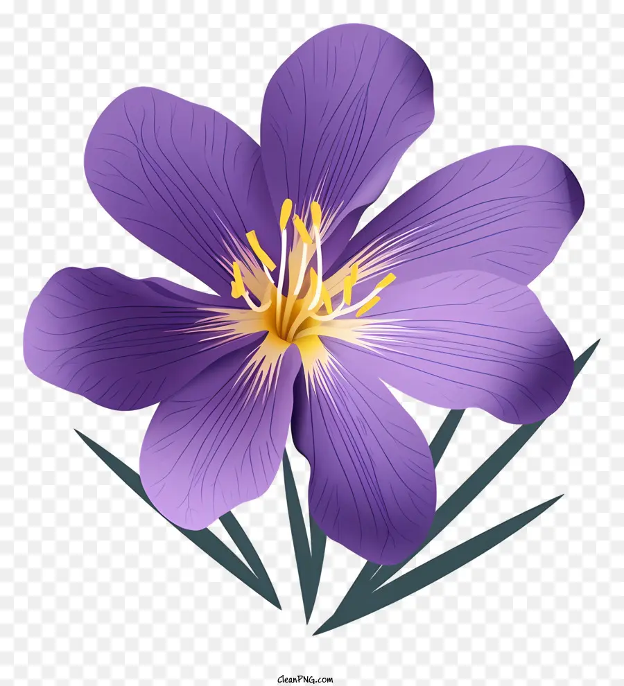 fiore viola - Fiore viola con centro giallo e petali bianchi