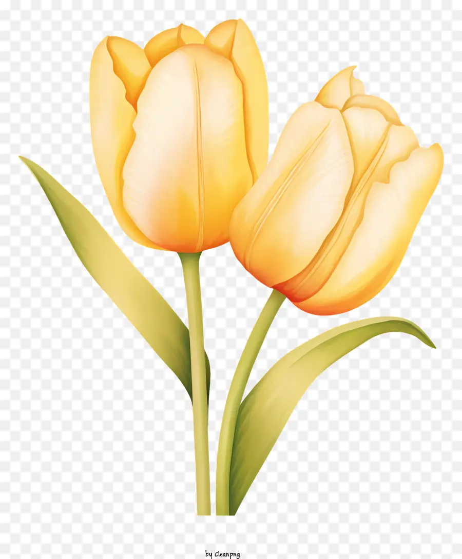 la disposizione dei fiori - Due tulipani arancioni fioriti su gambo a foglia