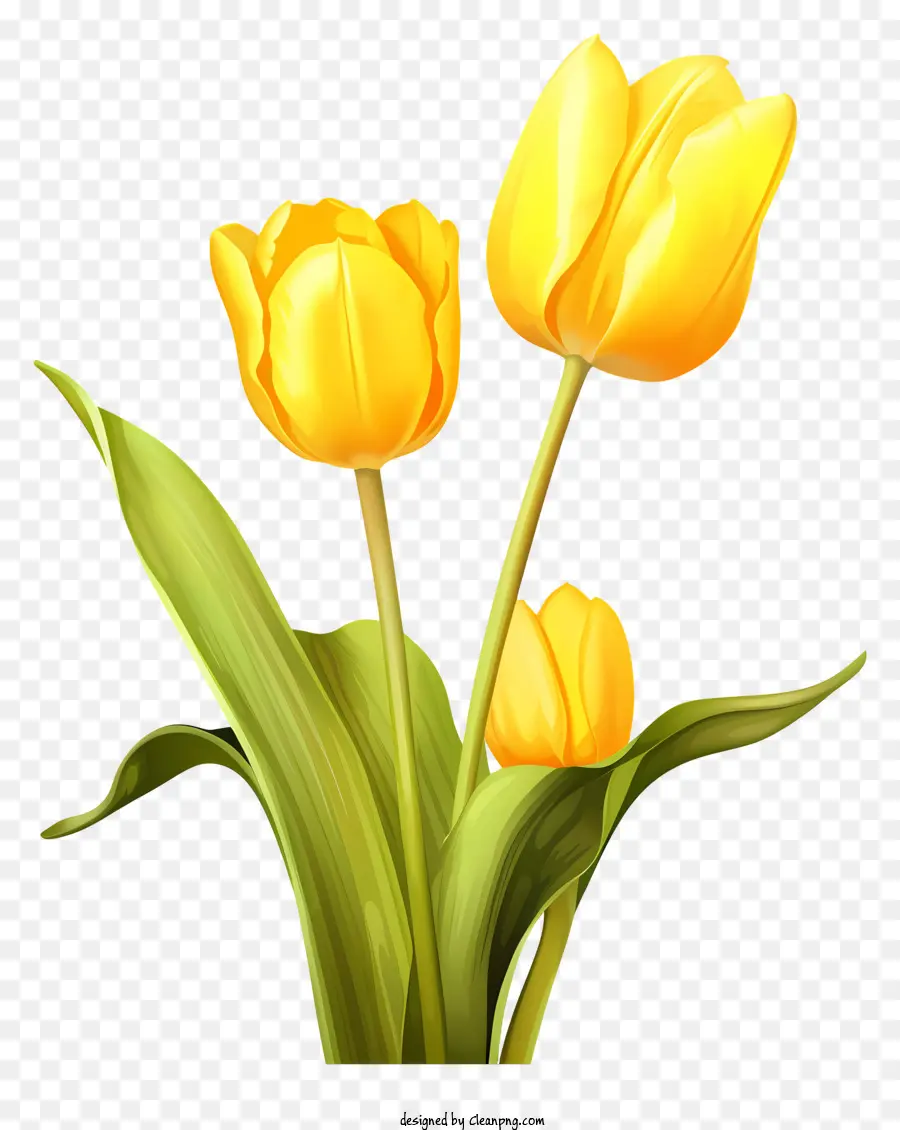 petali di fiore di tulipano giallo foglie centrali - Tulipano giallo con petali e foglie gialli