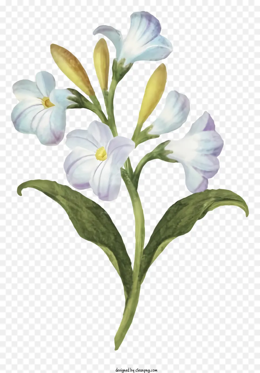 fiore bianco - Fiore bianco con petali viola e centri gialli