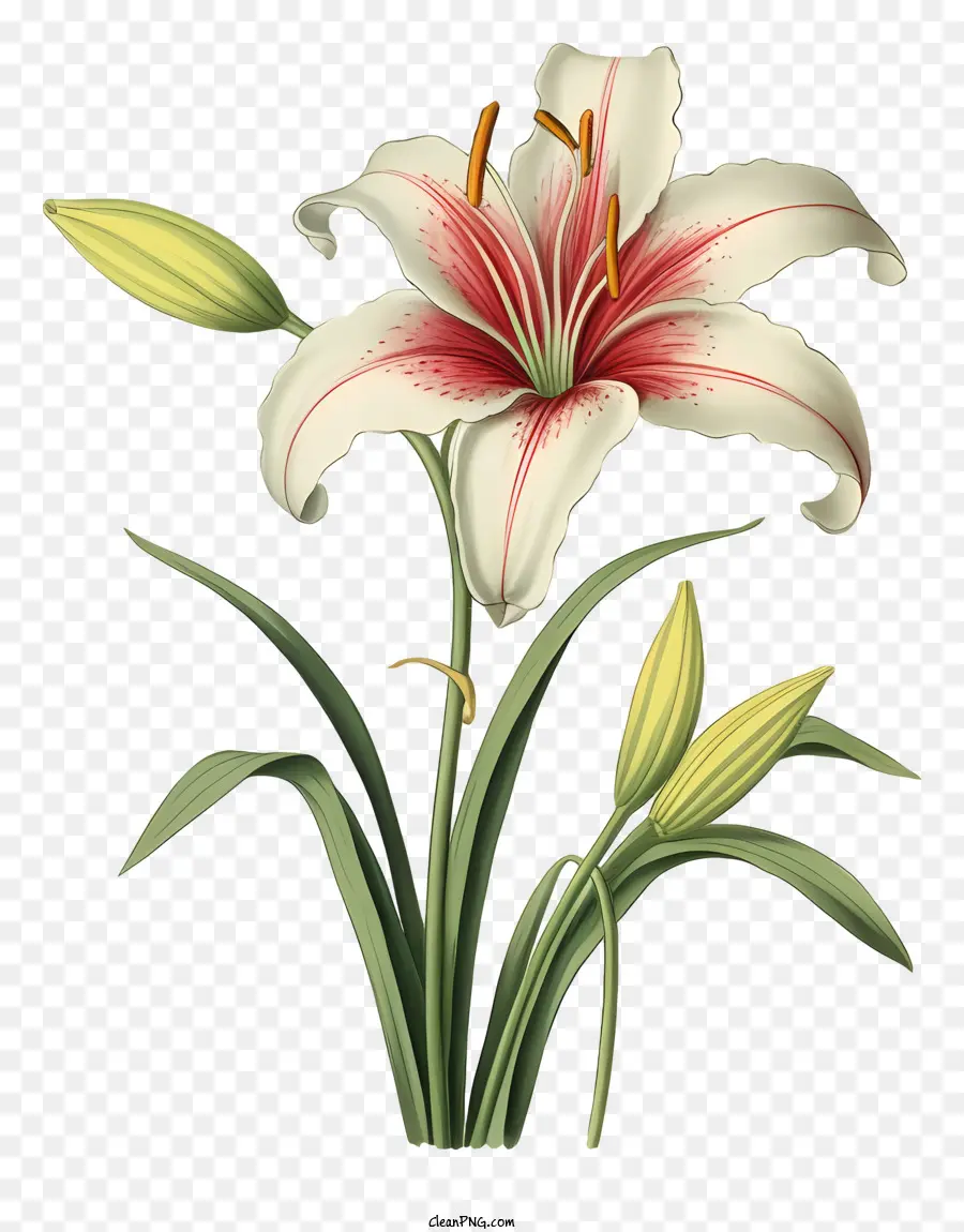 Cánh hoa màu hồng trắng lá xanh lá hoa tự nhiên - Lily trắng với cánh hoa màu hồng trên nền đen