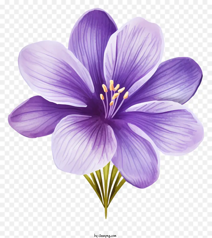 hoa tím - Hoa màu tím với trung tâm màu trắng, tượng trưng cho sự tinh khiết