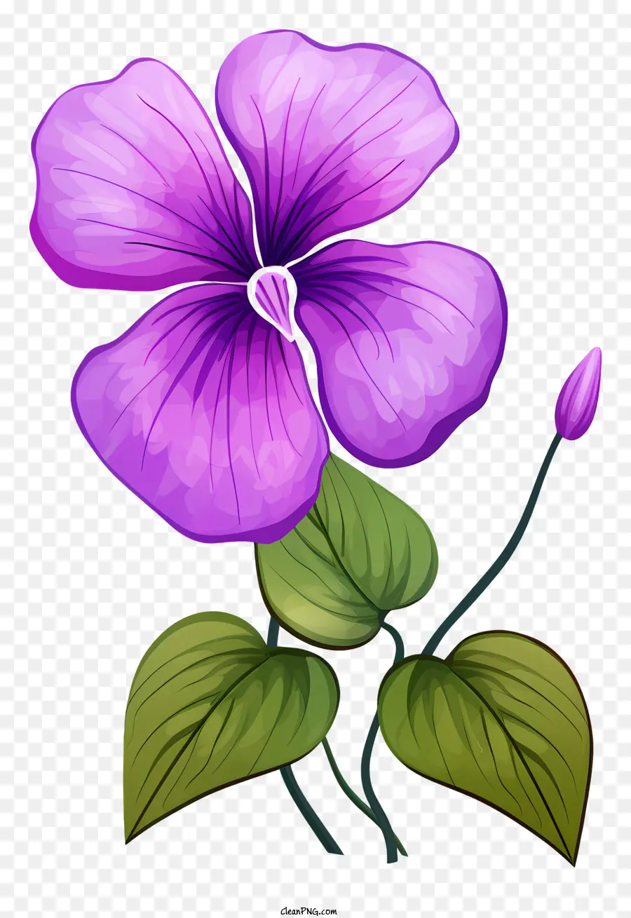 fiore viola - Fiore viola con foglie verdi su sfondo scuro