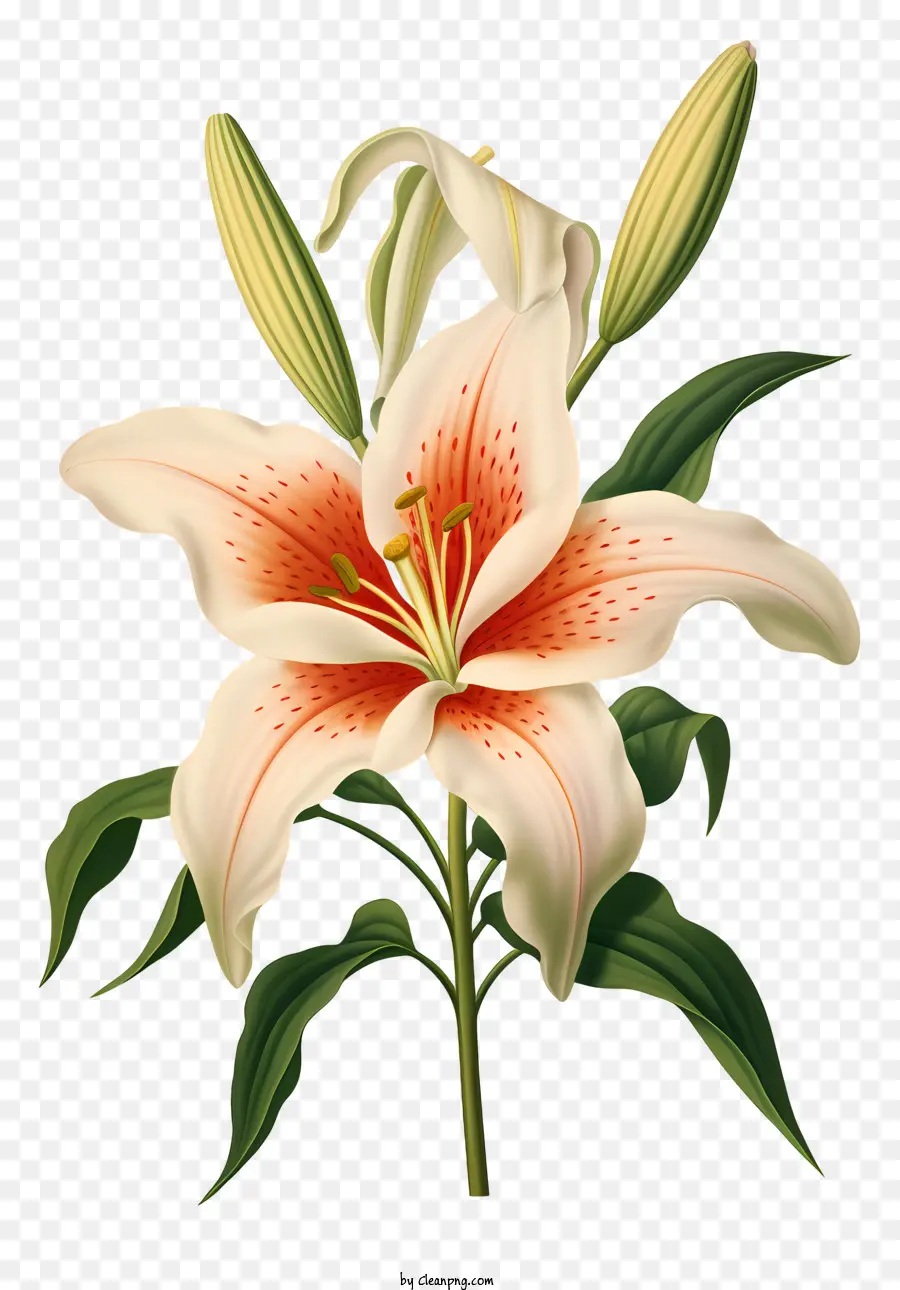 cánh hoa - Lily trắng với trung tâm màu cam và thân màu xanh đậm