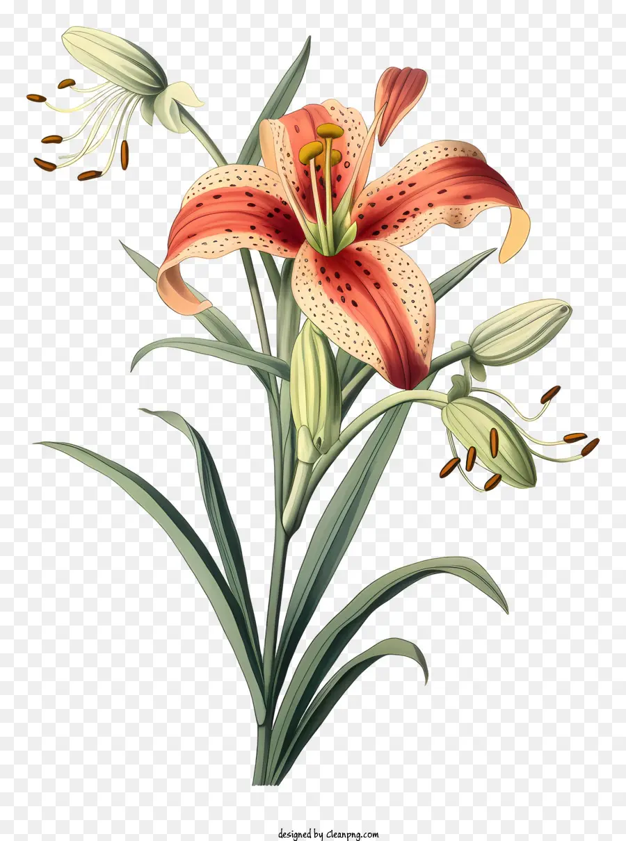 Lily Plant Orange Blütenblätter grüner Stammgelbe Center Brown Dots - Realistische Illustration von orange lily Blume mit Blättern