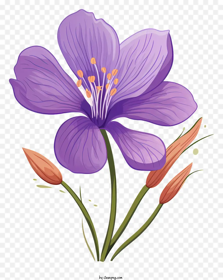 hoa tím - Mống mắt màu tím với hoa đơn và sáu cánh hoa