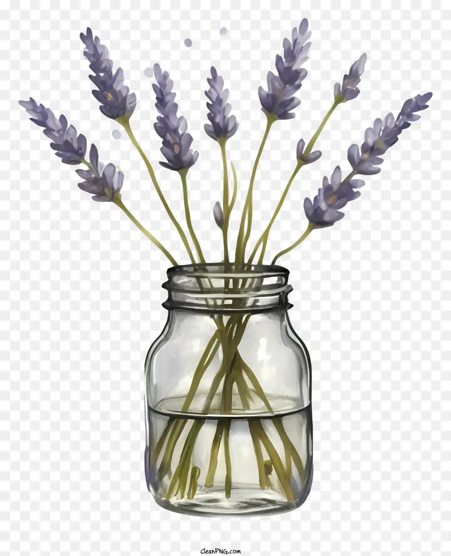 Glas Mauerglas Lavendel Blüten aufrechte Blüten Tröpfchen der Wasseroberfläche des Wassers - Lavendelblumen im Masonglas auf schwarzem Hintergrund