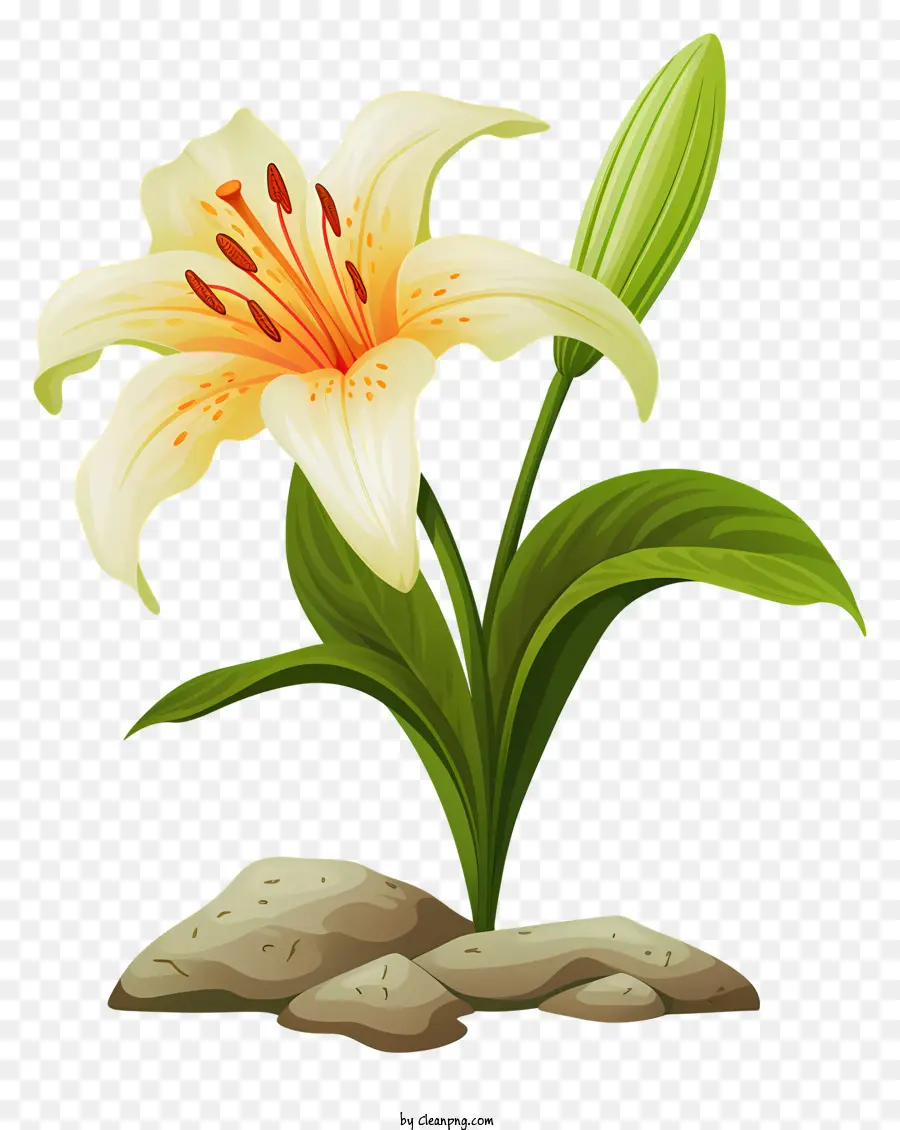 Lilie Blume - Lily Blume auf schwarzem Hintergrund mit Stein