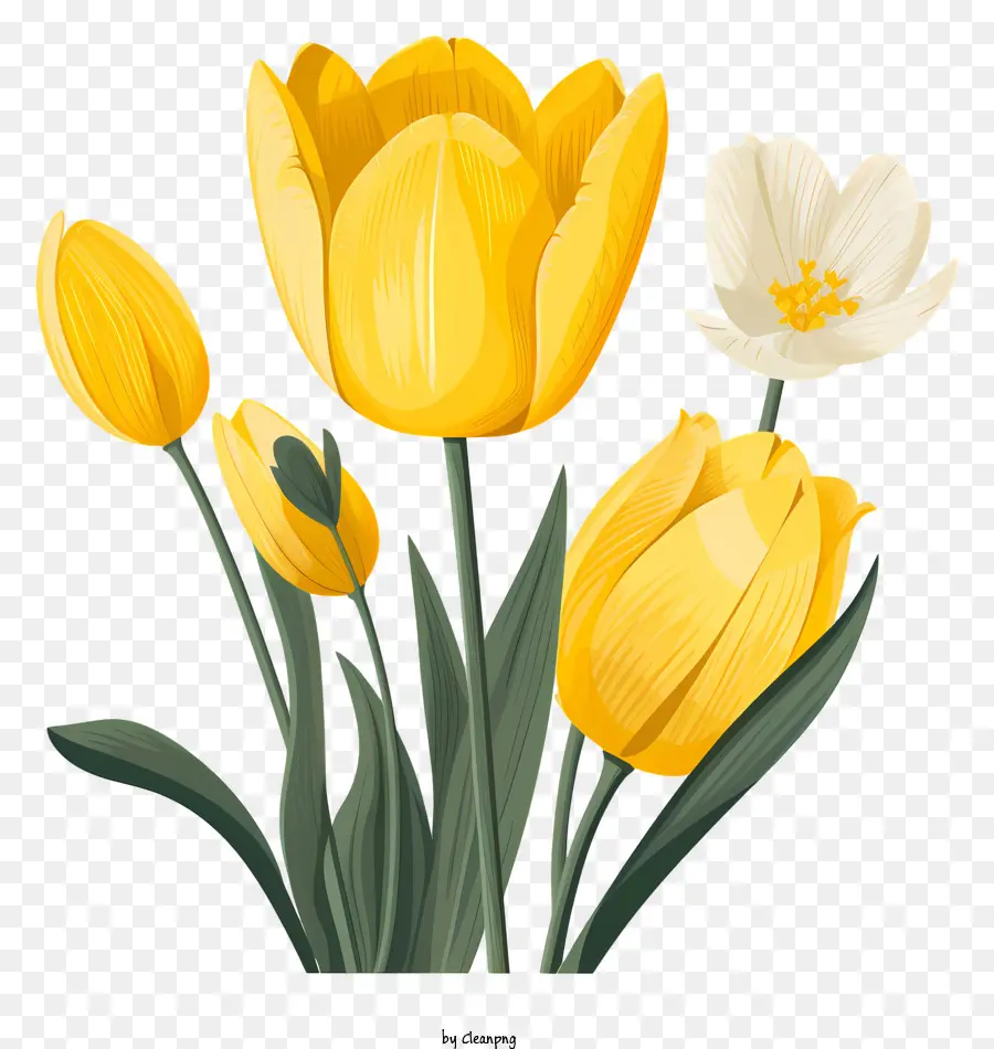 Vàng hoa tulip màu vàng, bó hoa màu đen - Dải hoa tulip màu vàng trên nền đen