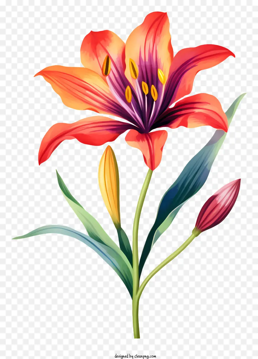 hoa lily - Lily màu cam và tím thực tế trên màu đen
