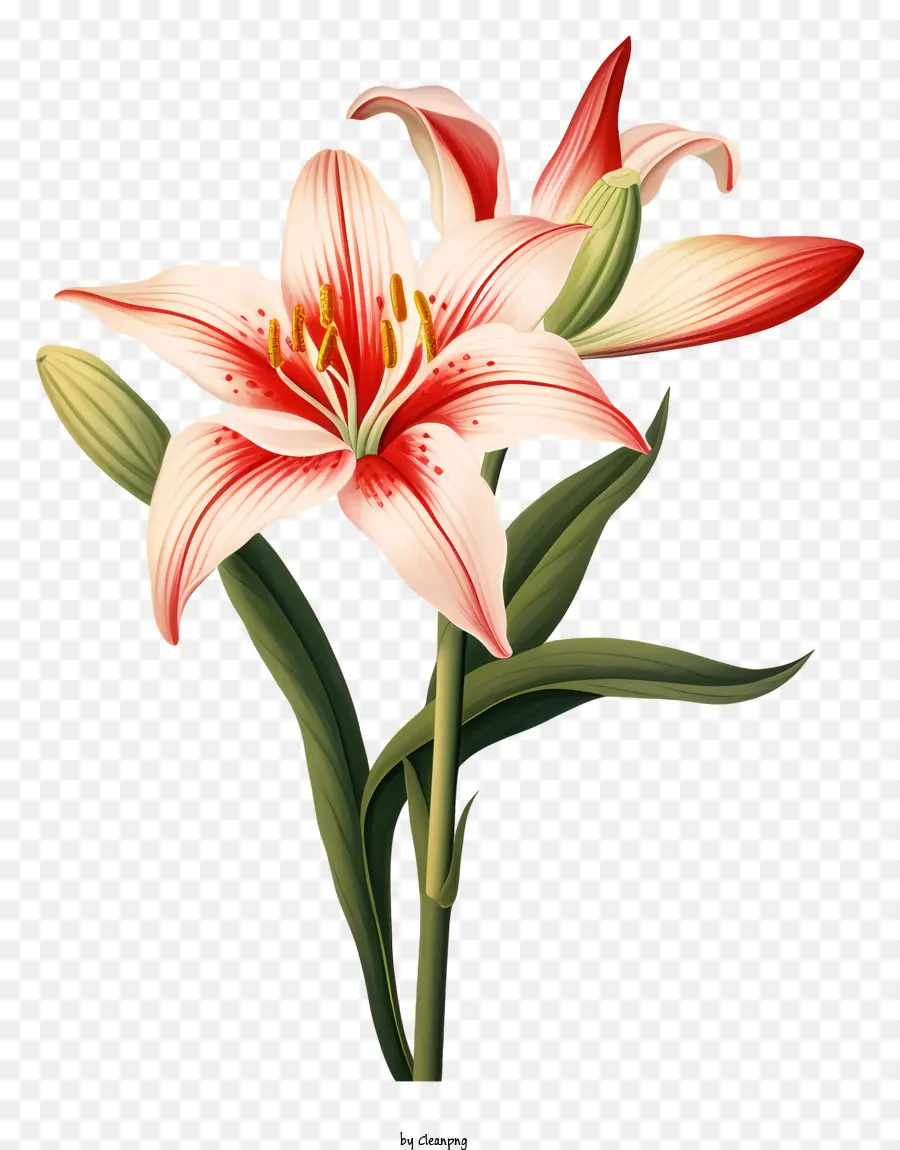 lily fiore - Fiore di giglio con petali rosso, rosa e bianco