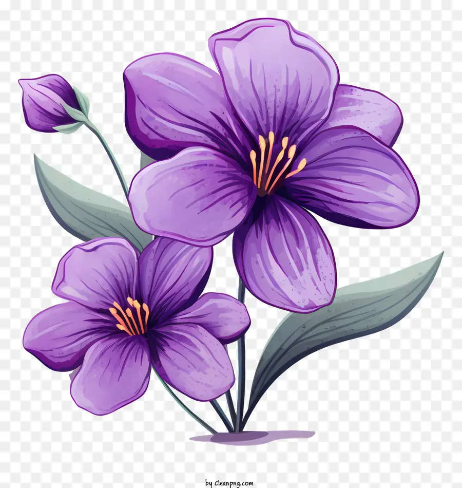 fiori viola fiori foglie verdi petali piena fioritura - Tre fiori viola in piena fioritura con le foglie
