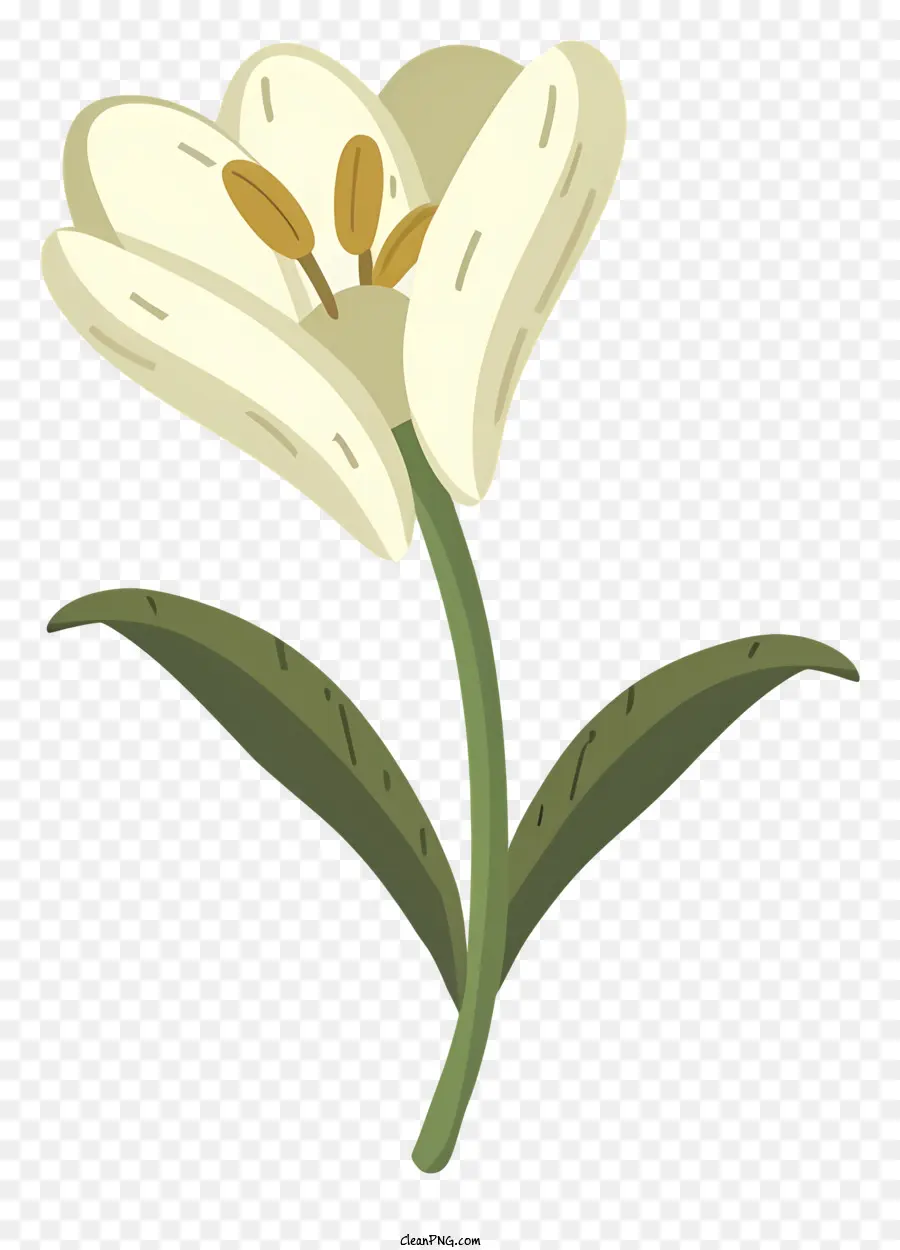 fiore di tulipano - Tulipano bianco con stelo verde e foglie
