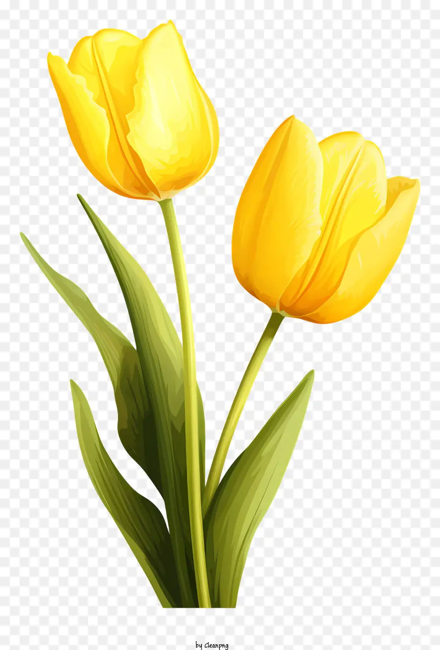 Vỏ hoa tulip màu vàng mới chọn đầy đủ các thân cây dài - Hai hoa tulip màu vàng nở rộ