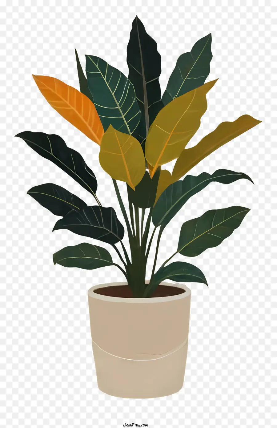 Topfpflanze grüne Blätter gelbe Blätter kreisförmiger Muster Anbau Pflanze - Farbenfrohe Topfpflanze mit sichtbaren Wurzeln