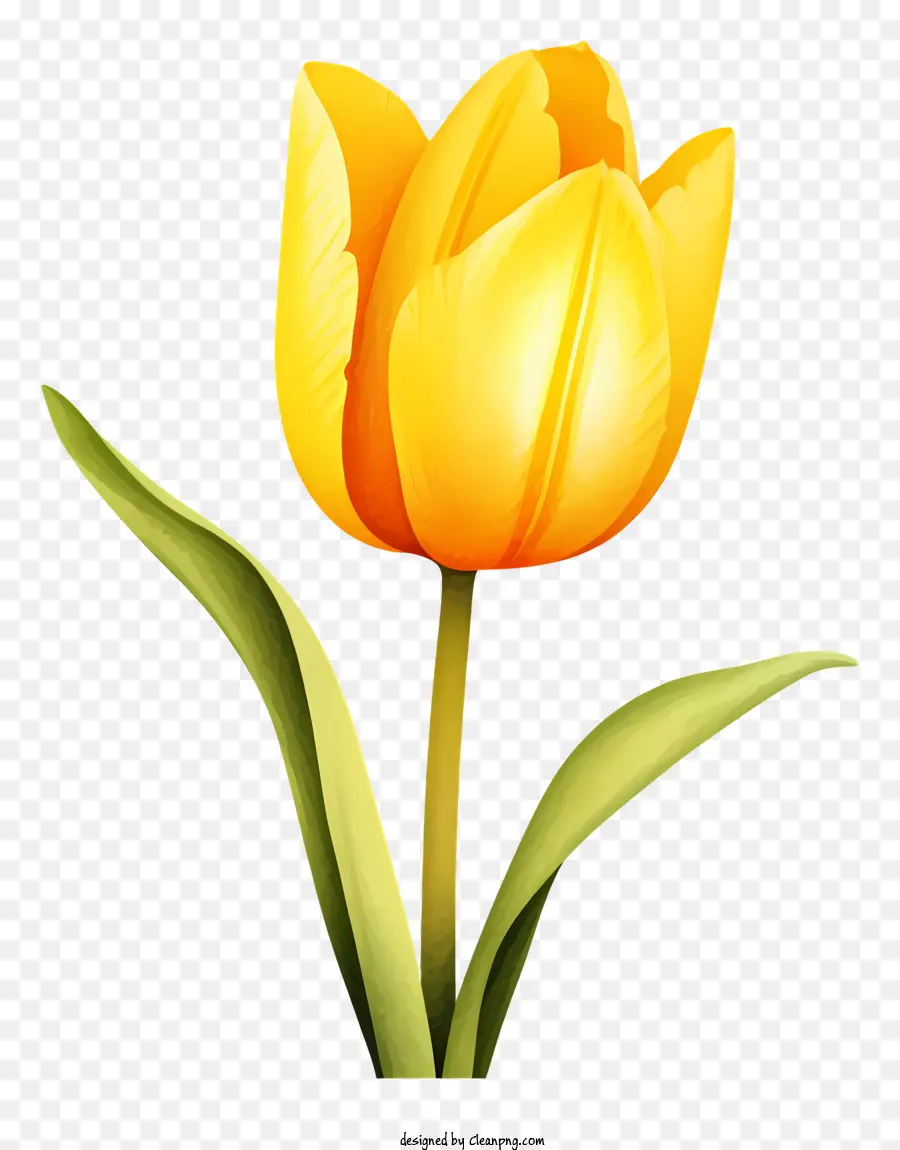 Frühlingsblumen - Gelber Tulpe auf schwarzem Hintergrund, offen und lebendig