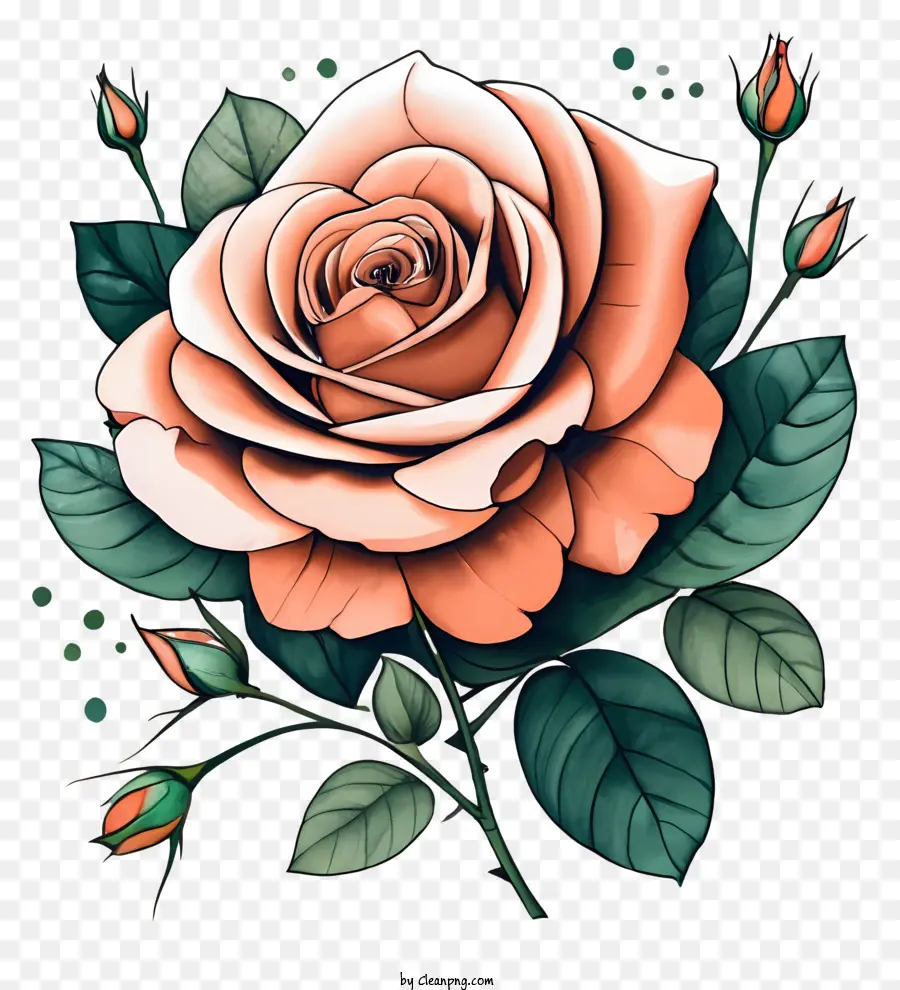 Rose - Profilansicht der offenen Rose mit rosa Blumen