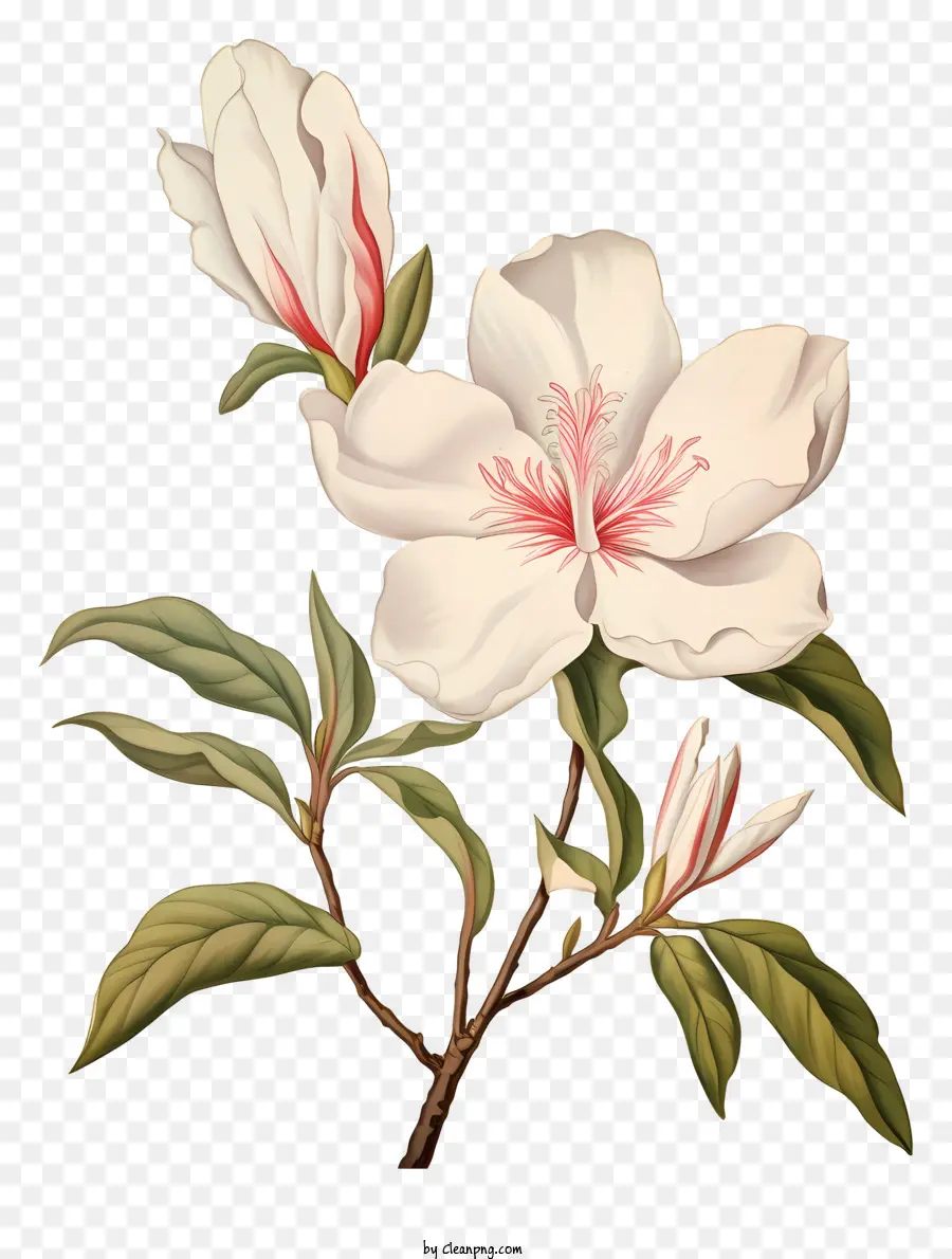 weiße rose - Einfache weiße Rose mit rosa Blütenblättern auf dunklem Hintergrund