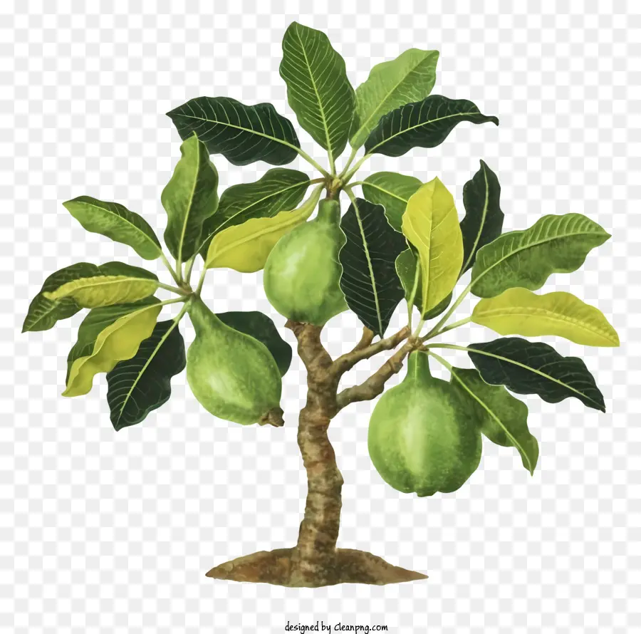 obstbaum - Grüner Früchte mit Samen auf grünem Baum