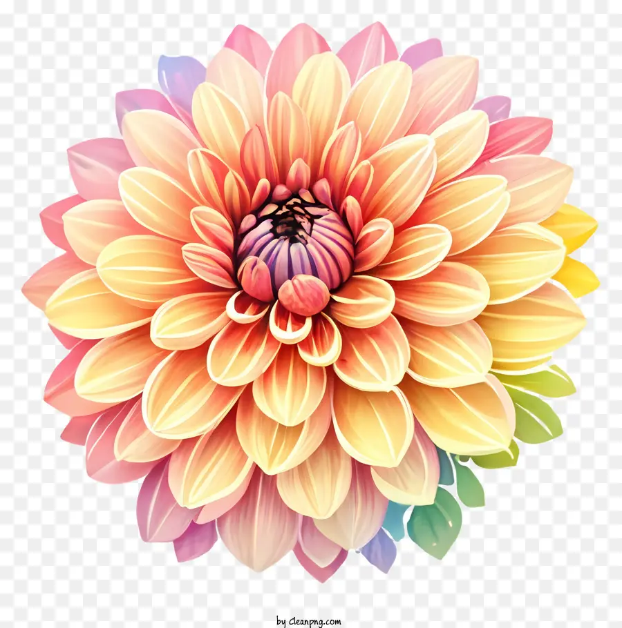 Blume farbenfrohe große Blütenblätter kreisförmiges Muster - Nahaufnahme Bild einer großen, farbenfrohen, glänzenden rosa Blume