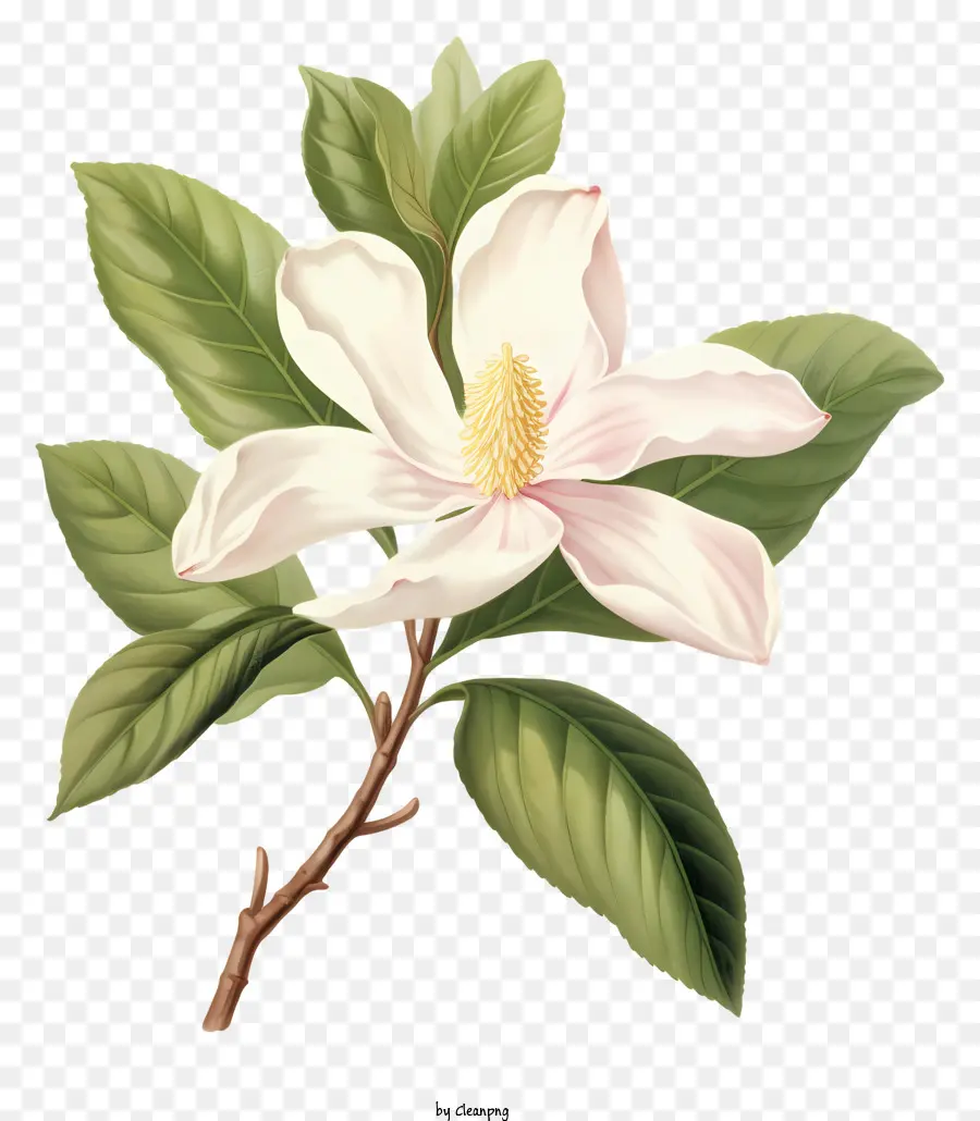 fiore di magnolia - Fiore vibrante di magnolia rosa in piena fioritura