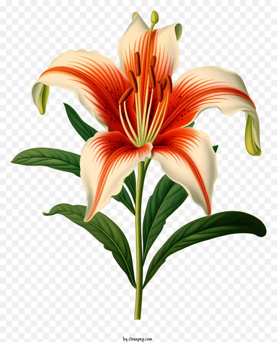 lily flower orange and white lily white petals green stems