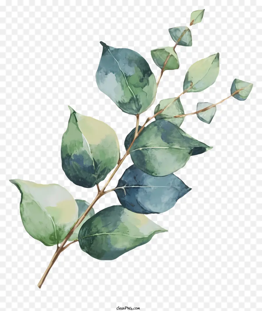 foglie di un albero - Ramo dell'albero verde con foglie scure su sfondo nero