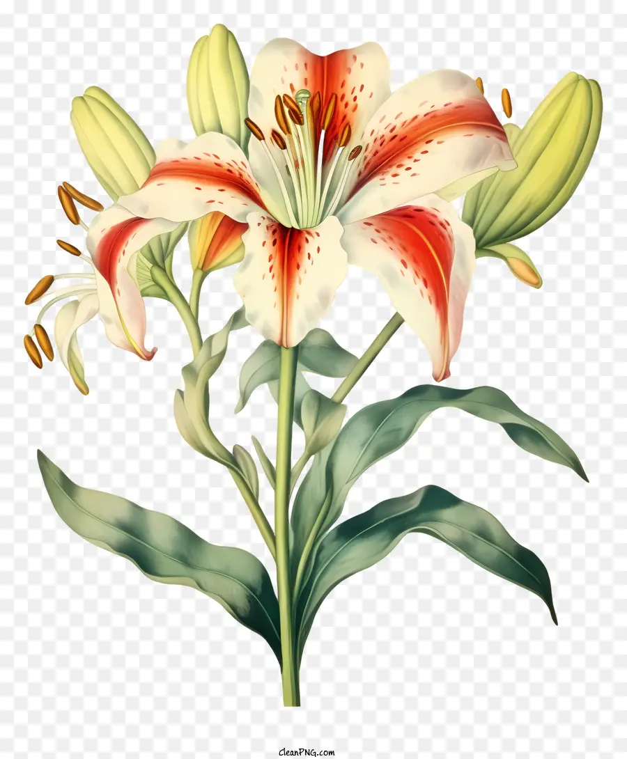 lily fiore - Lily in bianco e nero in un vaso