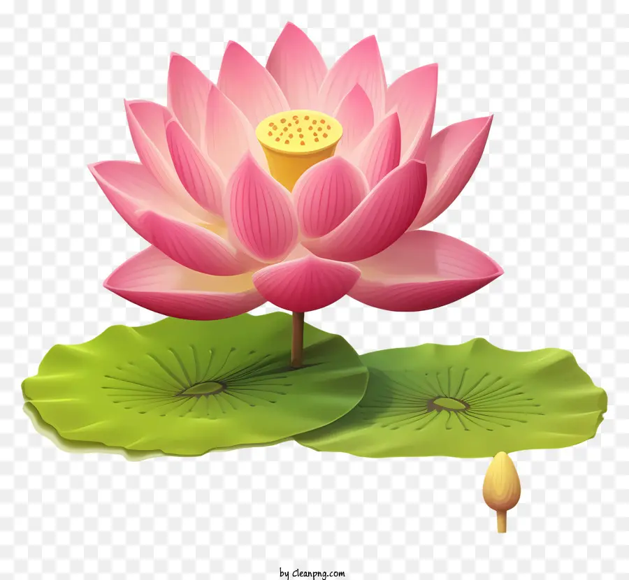 Lotusblüte - Nahaufnahme Schwarz-Weiß-Bild von Pink Lotus