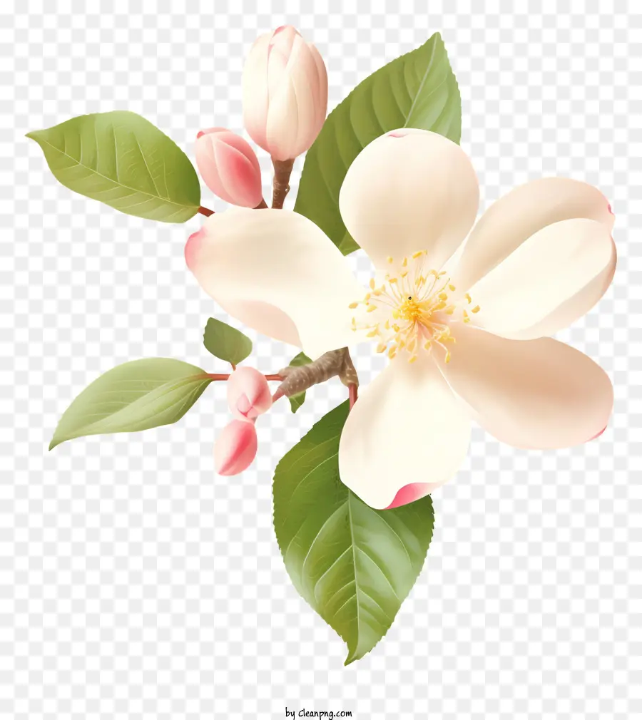 Blüten weiße Blütenblätter grüner Stielgrünblätter - Weiße Blume mit rosa Blütenblättern vor schwarzem Hintergrund