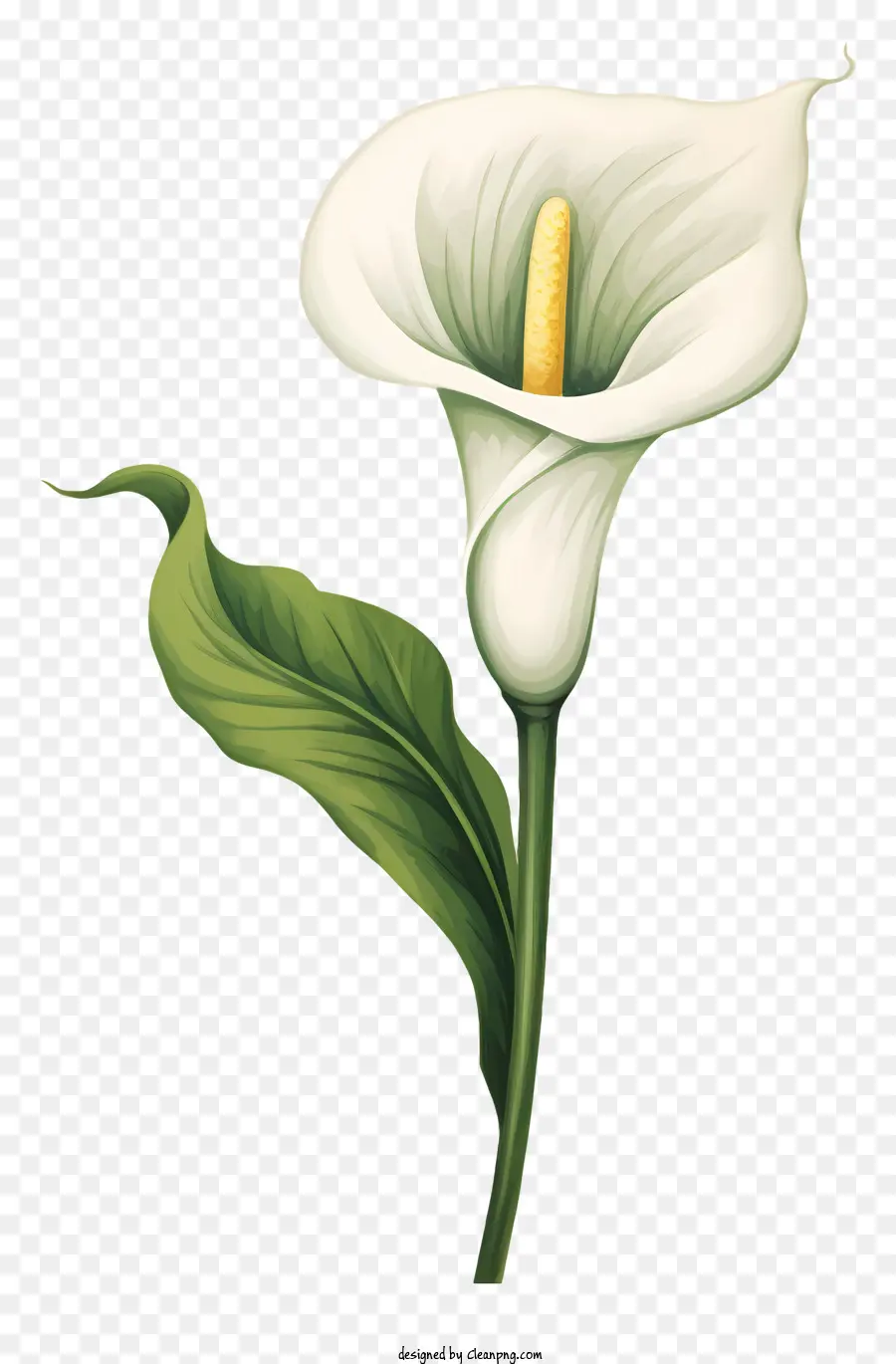 hoa trắng - White calla lily trên nền đen trong nở hoa