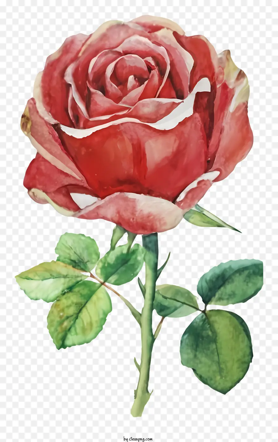 rosa rossa - Pittura ad acquerello di una rosa rossa rialzata
