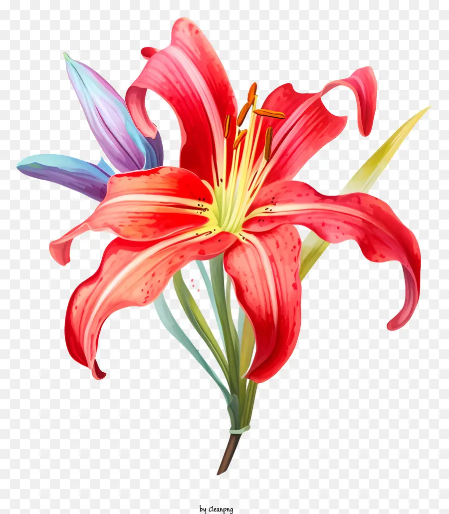 Red Lily Hoa đẹp có thể nhận ra hoa cánh hoa và màu hồng và màu đỏ trung tâm - Lily đỏ rực với độ tương phản hấp dẫn và thân cây mạnh mẽ
