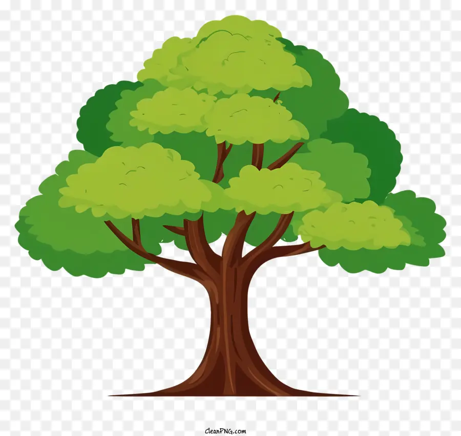 grüner Baum - Kleiner Baum mit sich ausbreitenden Ästen im Grasbereich