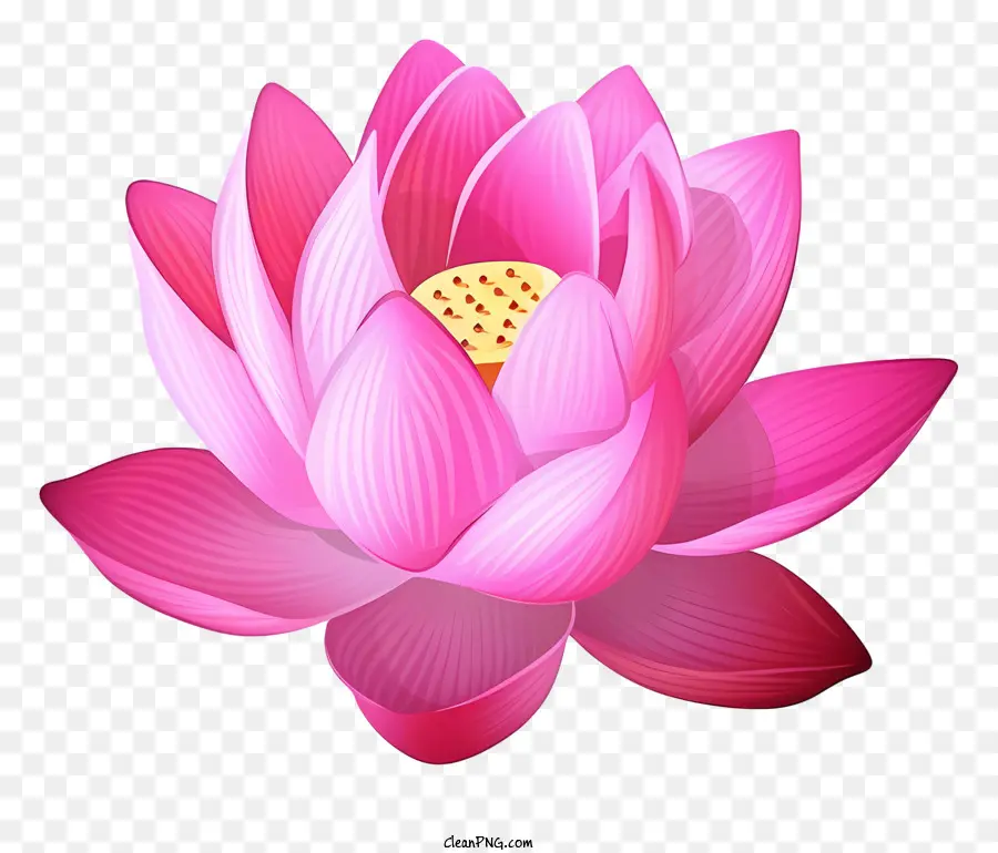 Pink Lotus Flower Lotus Petal White Center Centro circolare Centro petali rosa chiaro - Fiore di loto rosa con centro circolare bianco