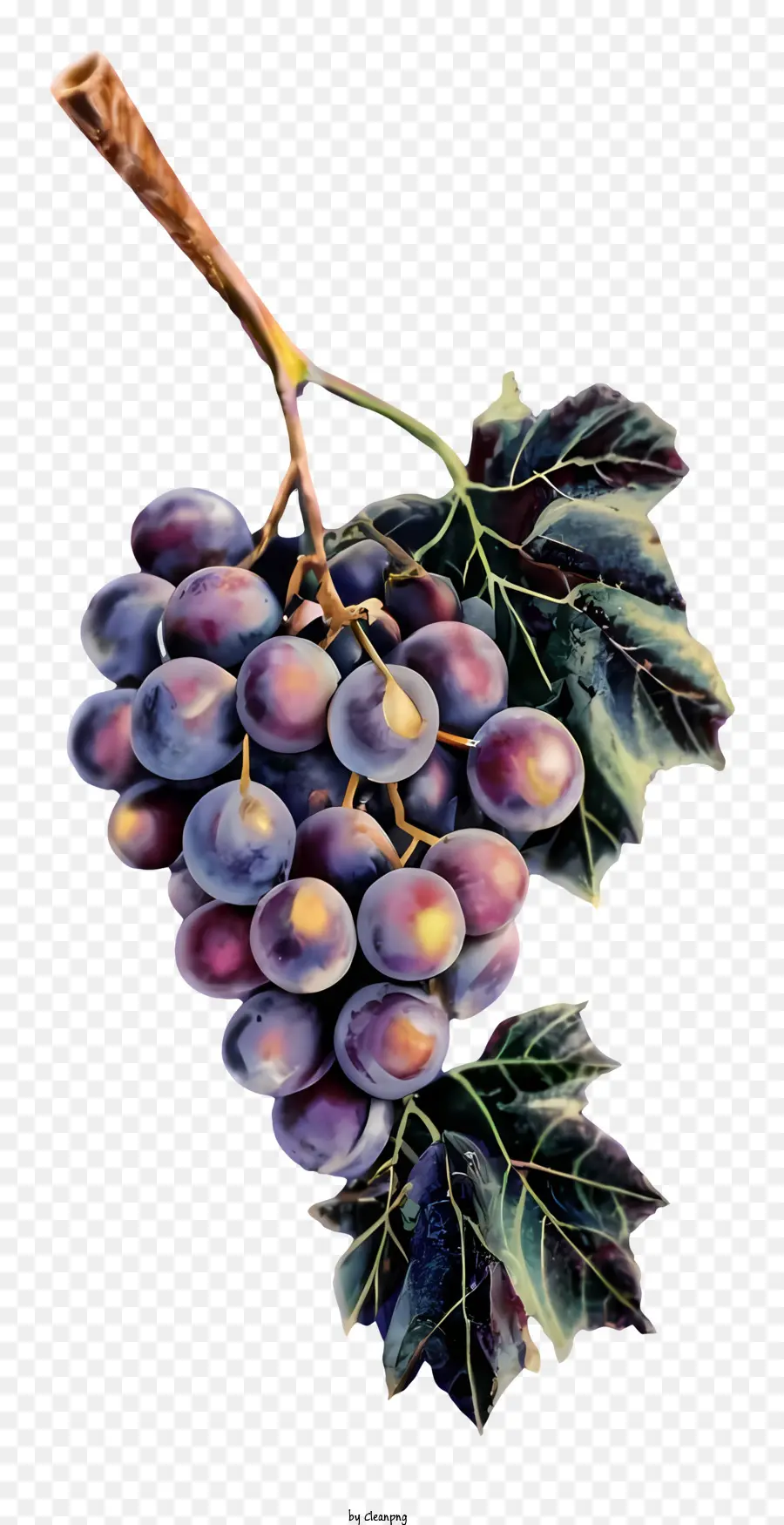 vitigno - Gruppo di uve viola con foglie colorate