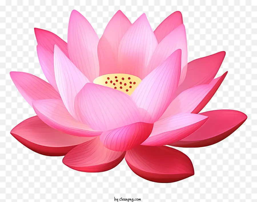 pink lotus flower yellow center white petals green stem round shape