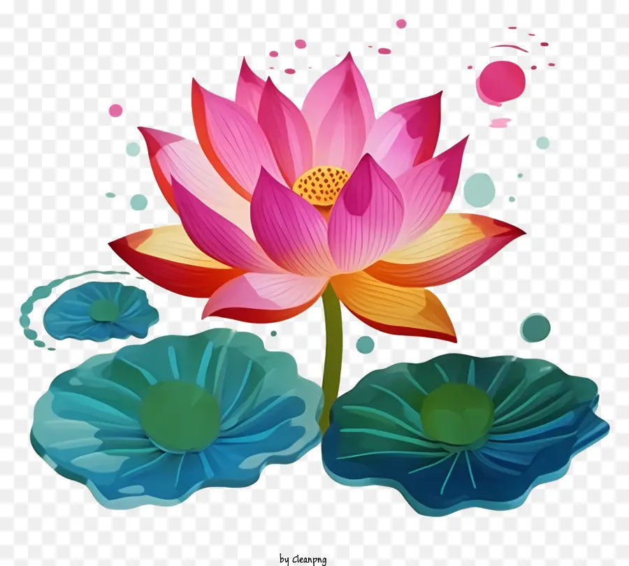 Lotusblüte - Nahaufnahme Lotus mit rosa Blütenblättern, gelbes Mitte