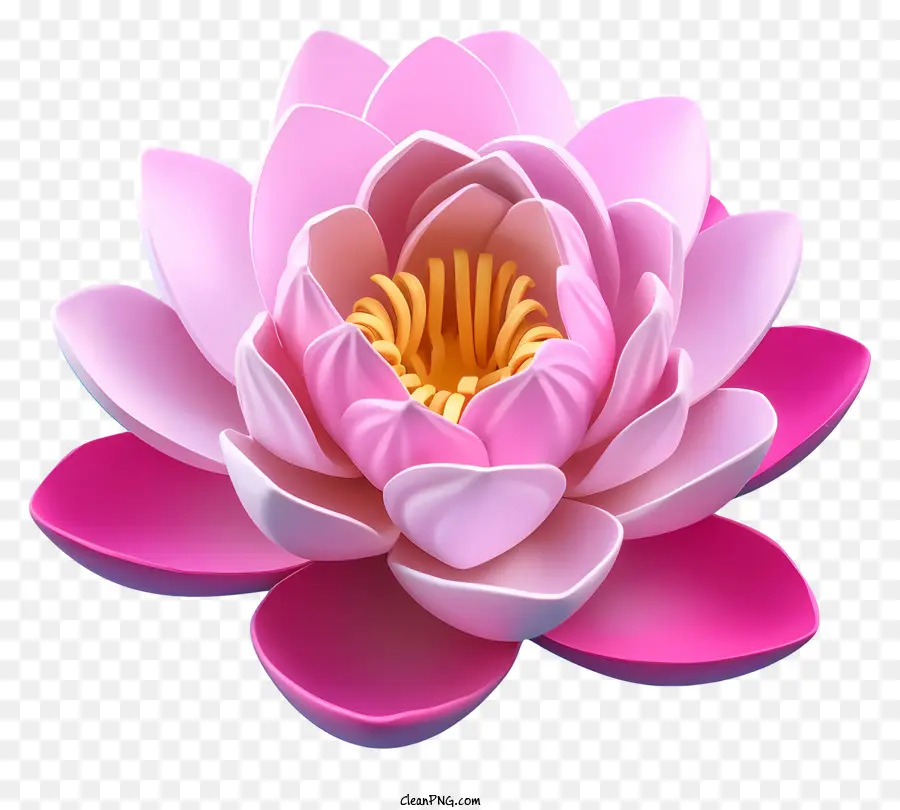 fiore di loto - Fiore di loto rosa con petalo al centro bianco