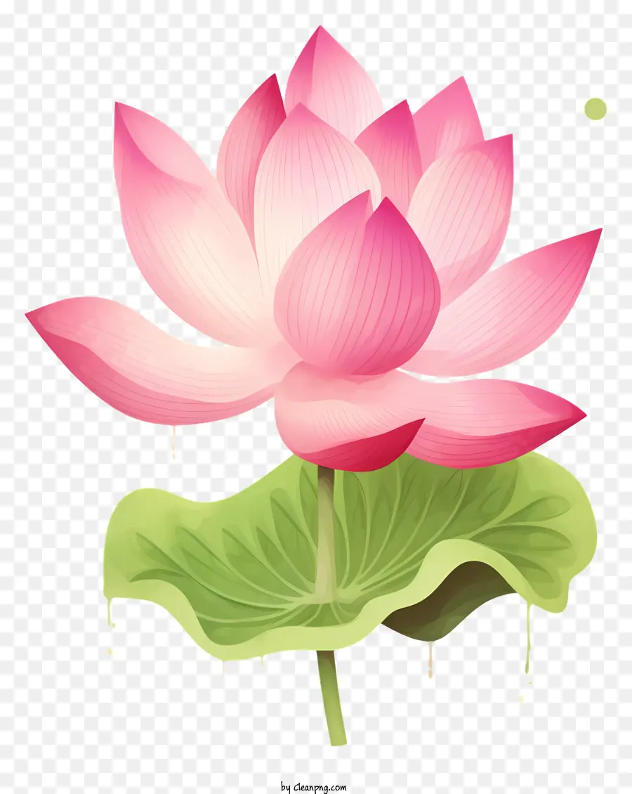 pink lotus flower open petals center of the flower lotus leaves water droplets