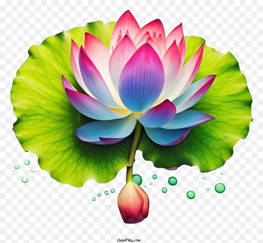 pink lotus flower green leaves bubbles petals pink