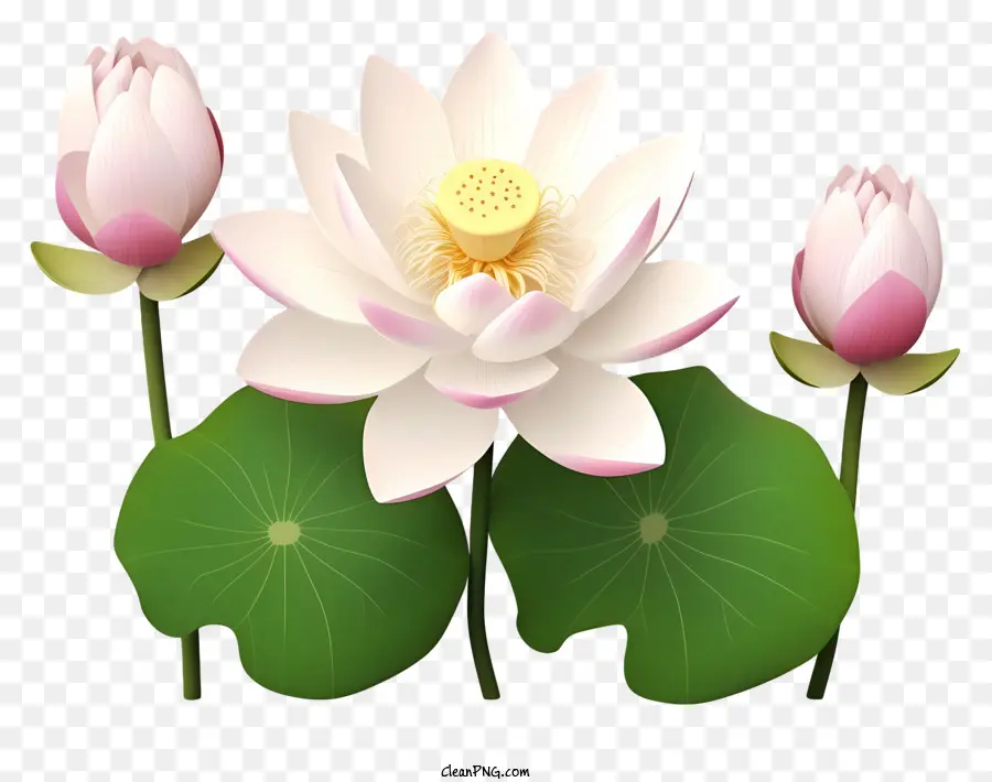 Lotusblüte - Weiße Lotusblume mit grünen Blättern und braunen Stiel