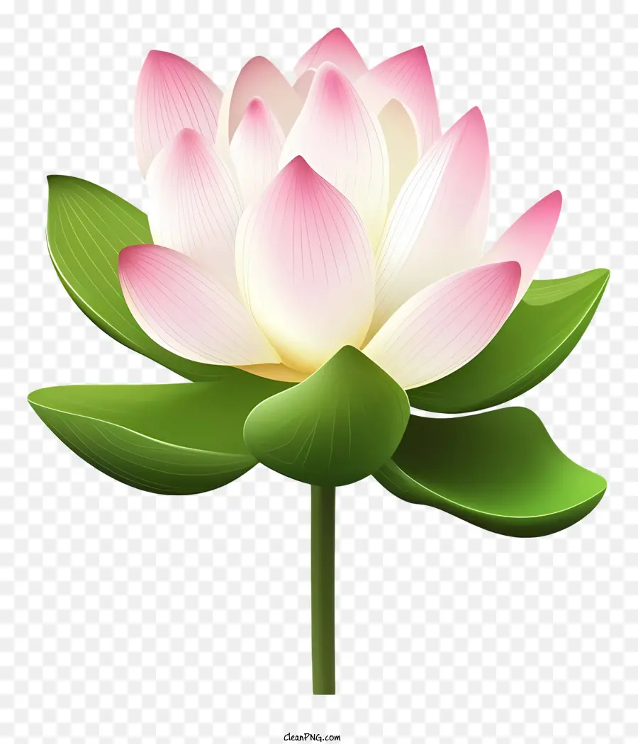 pink lotus flower green leaves five petals centered image black background