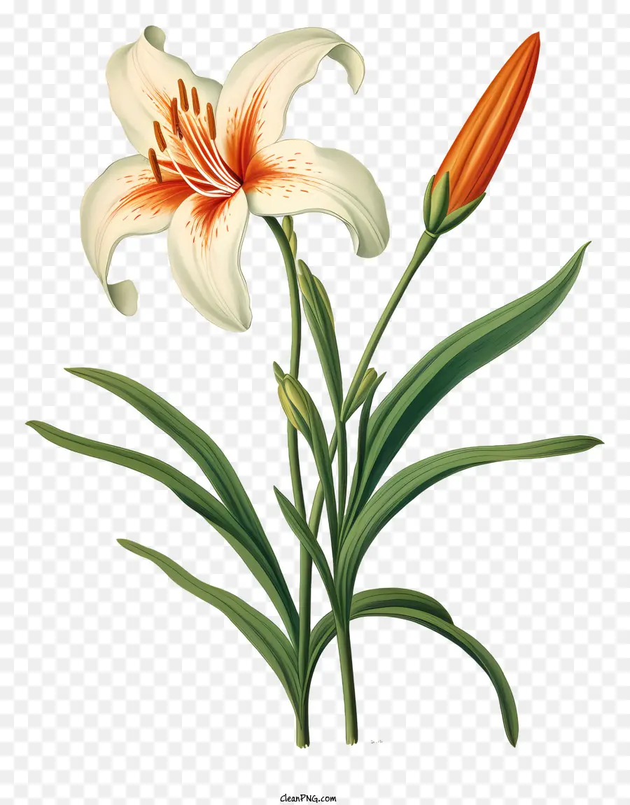 hoa lily trắng - Hình ảnh đen trắng của hoa huệ với cánh hoa màu đỏ