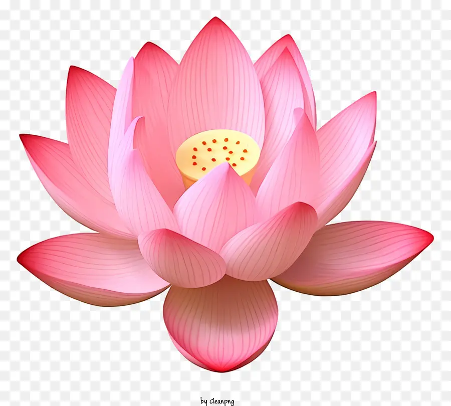 pink lotus flower close-up shot white center black background five petals