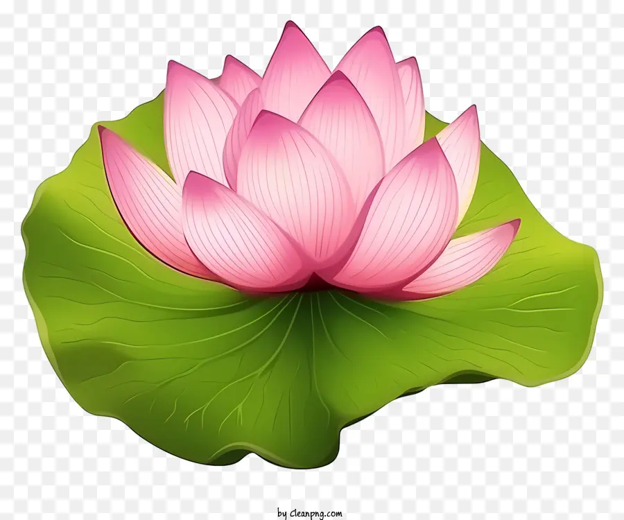 Lotusblüte - Rosa Lotusblume auf Blatt symbolisiert Reinheit
